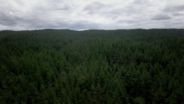 Aerial flying forward over a pine tree forest, cloudy sky alt