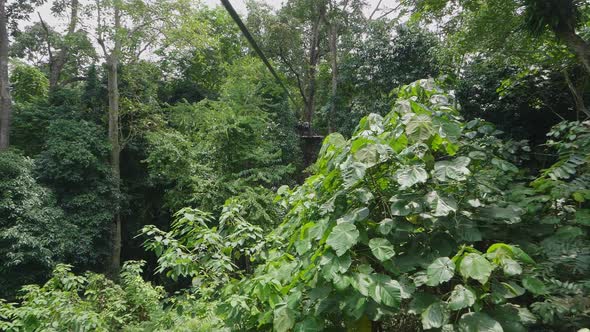 Zip line Adventure alt