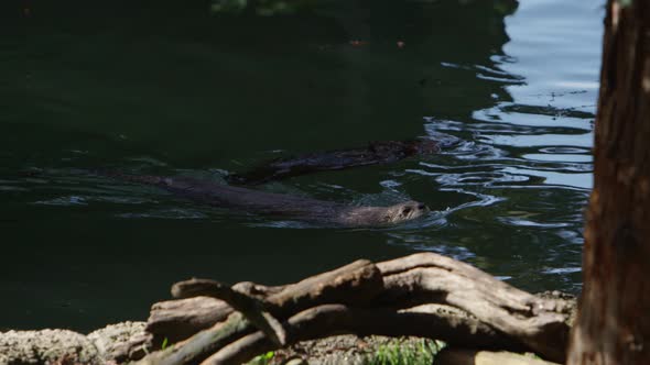 otter swimming and goes under water slow motion alt