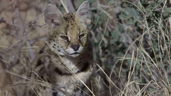 Serval cat in camouflage tall grass hunting prey alt