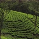 Moving Shot of Famous Nature Landmark Tea Plantations Taken From Train in Sri Lanka - VideoHive Item for Sale