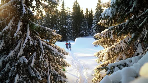 Friends Hiking in Mountain Forest Covered in Snow During Golden Hour Sunset