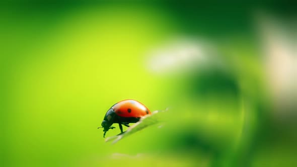 ladybird insect on natural spring background