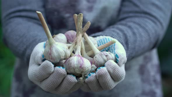 Woman Hands Holds a Harvest of Garlic