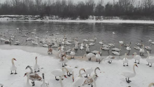 White Swans in Winter on the River