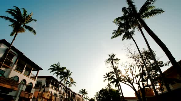 View of Palm Trees of Downtown Naples Florida USA alt