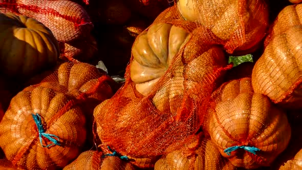 Sacks of pumpkins close-up.