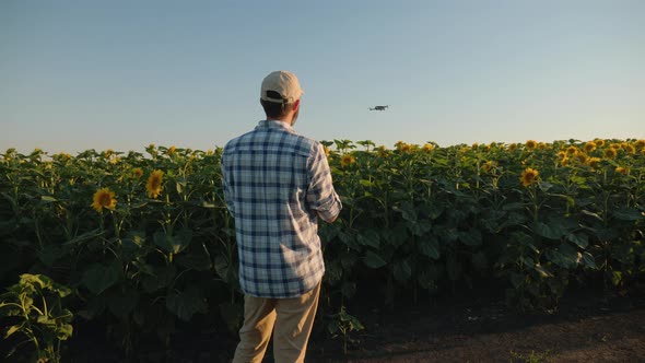 Man Farmer Controls Drone Over a Field of Sunflowers at Sunset alt