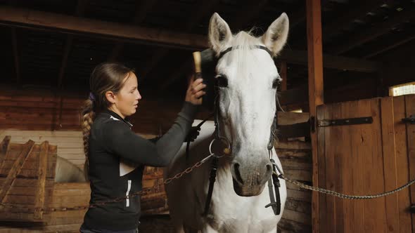 Woman Preparing White Horse for Dressage Training Cleaning Stallion with Brush alt