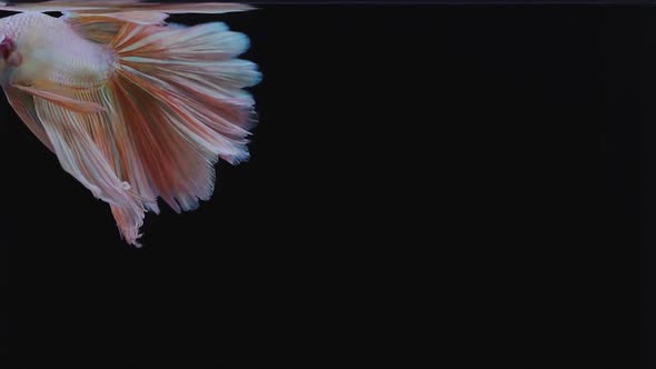 Colourful Thai Fighting Fish 02 alt