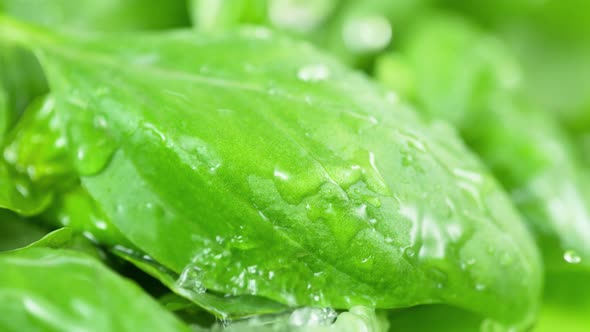 Super Slow Motion Shot of Water Drops Falling on Fresh Basil Leaf at 1000Fps. alt