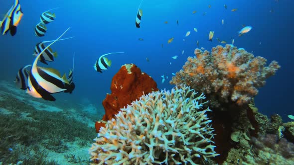 Tropical Sea Hard Coral alt