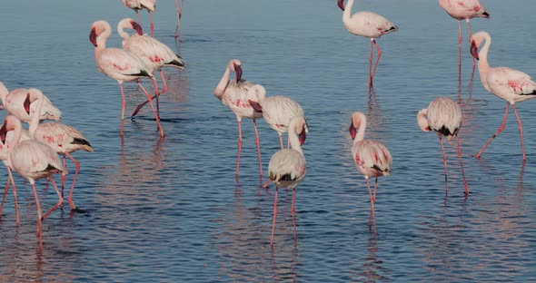 Exotic wild flamingos are walking in the water near the shore of Walvis Bay, 4k alt