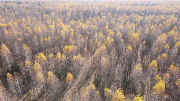 Trees in the Autumn Forest in the Afternoon alt