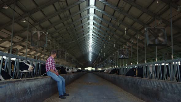 Farm Worker Resting Barn After Hardworking Day on Cowshed alt