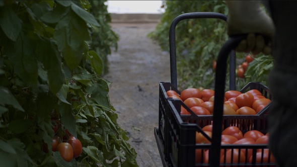 Agricultor en finca / terreno o campo arrastra carro de tomates por liño.