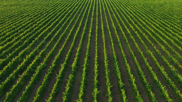 Aerial view to a rows from vineyards