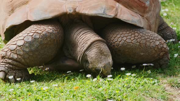 Aldabra Giant Tortoise Eating alt