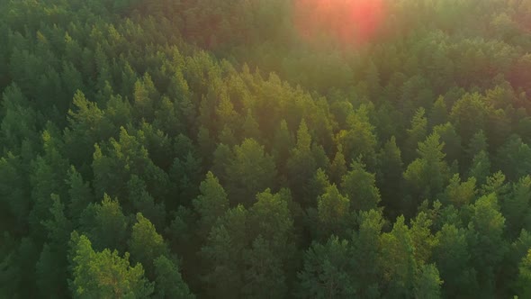 Flying Over Green Forest at Sunrise, Stock Footage | VideoHive