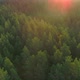 Flying Over Green Forest at Sunrise - VideoHive Item for Sale