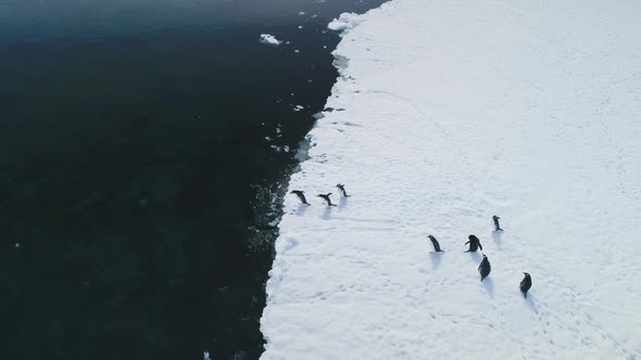 Antarctica Gentoo Penguin Jump Water Aerial View alt