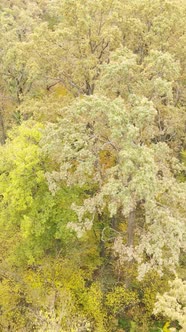 Vertical Video Autumn Forest with Trees By Day Slow Motion alt