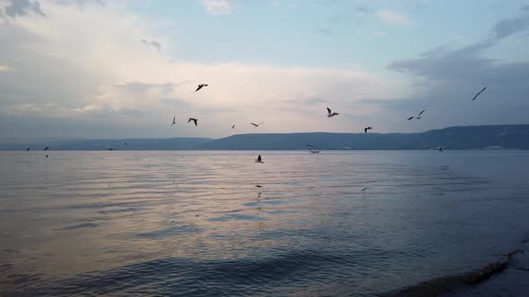 Seagulls flock fly over the dead sea, try to catch fish, cloudy blue sky background alt