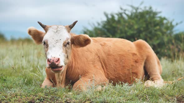 Red Bulls Grazing in a Pasture on a Cloudy Day alt