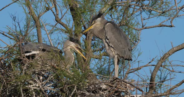 young grey herons in the nest, the Camargue in France alt
