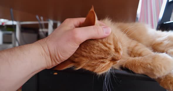 Man is Stroking Ginger Cat on Black Chair Under Table
