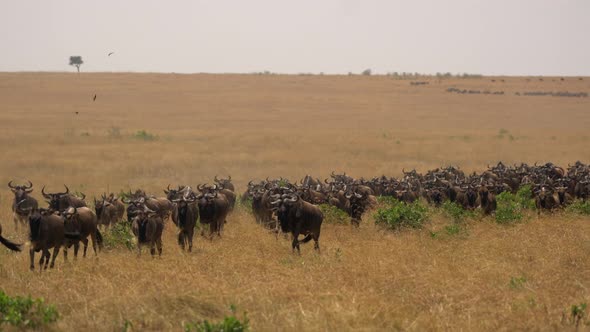 Gnus running in Maasai Mara alt