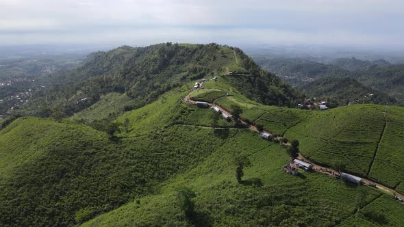 Aerial view of tea plantation in Kemuning, Indonesia with Lawu mountain background alt