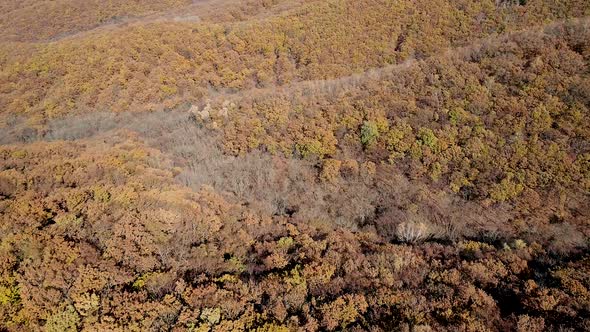 Aerial Shot of an Autumn Forest alt