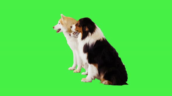 Australian Shepherd Siberian Husky and Border Collie Sitting Together on a Green Screen Chroma Key alt