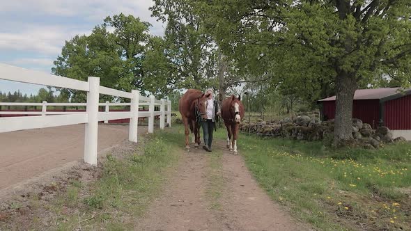 A slow motion shot of a woman leading her two beautiful chestnut Swedish Half Blood horses along a l alt