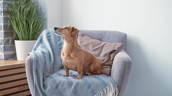 A Small Brown Dachshund Dog Sits in an Armchair with a Blanket in a Cozy Bedroom with a Bare alt