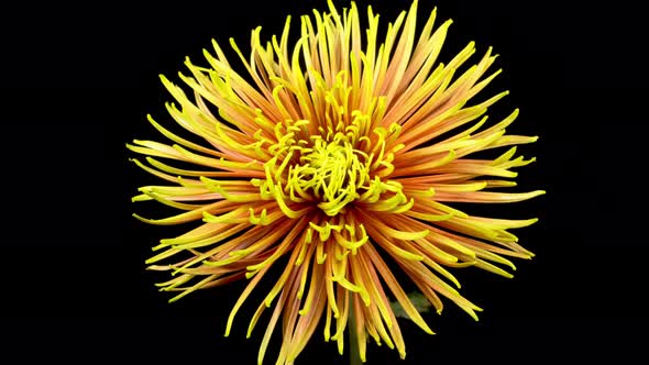 Beautiful Red - Yellow Chrysanthemum Flower Opening alt