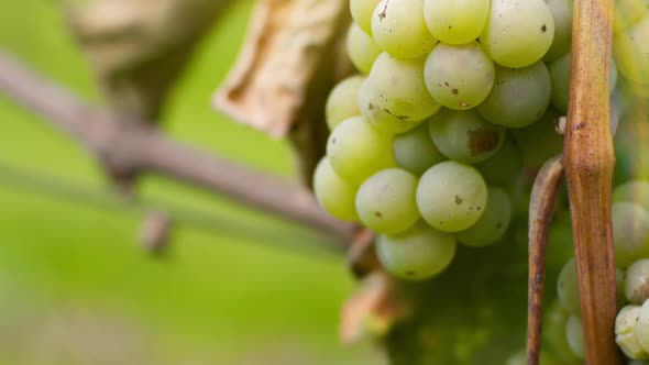 Bunch of Grapes on Vineyard at Vine Production Farm alt