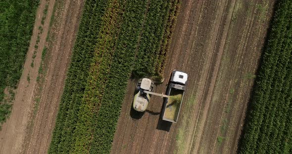 Combine harvesting Corn crops for silage, Drone footage. alt
