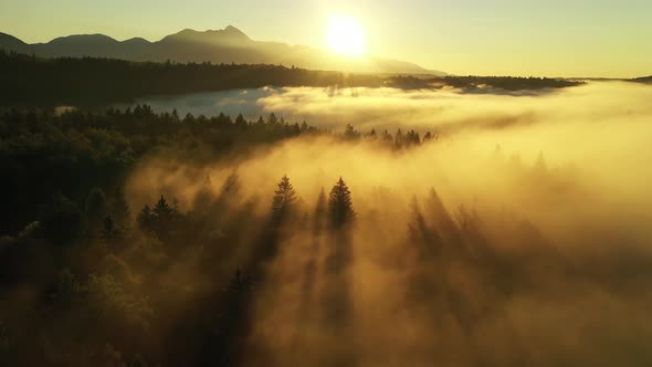 Misty autumn forest alt