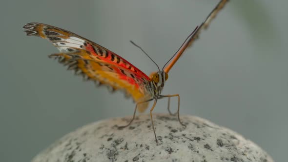 Close up shot of beautiful colorful butterfly beating with wings in slow motion alt