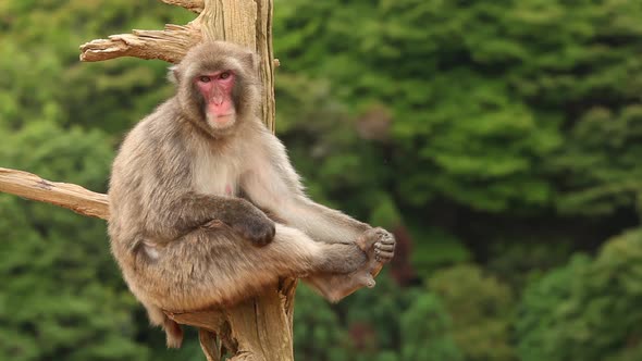 Japanese Macaque In Nature alt