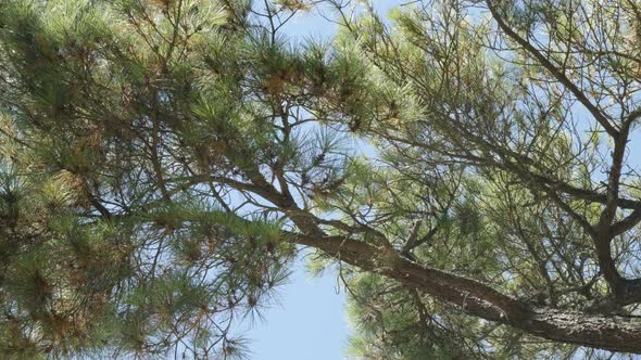 Lodgepole shore pine swinging on the wind 4K 2160p 30fps UltraHD footage - Green Pinus contorta twis alt