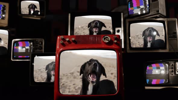 Black Dog at Beach on Retro TVs. 4K.