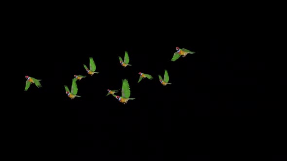 Rainbow Finches - Flock of 10 Birds - Flying Transition - Front Angle - Alpha Channel
