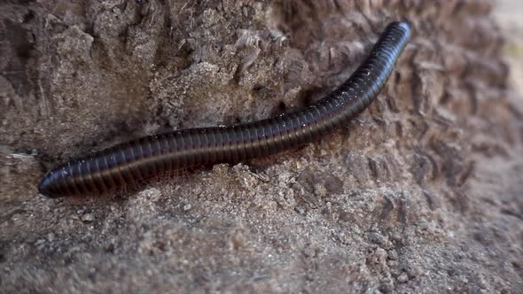 Slomo Extreme Close-up of Scary Centipede on African Ground with Shallow Depth of Field alt
