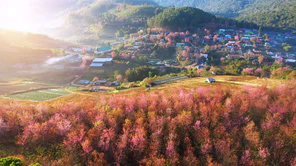 Aerial view of the village on the hill, Wild Himalayan Cherry (Prunus cerasoides) tree alt