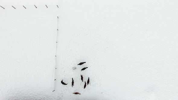 Aerial: Herd of horses on the snow-covered meadow in winter alt