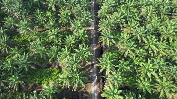 A Footage Showing The Marine Life in The Underwater World alt