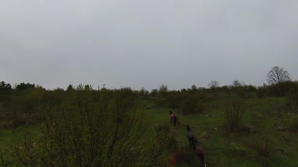 A Herd of Wild Horses Running Through a Forest During Heavy Rainfall alt